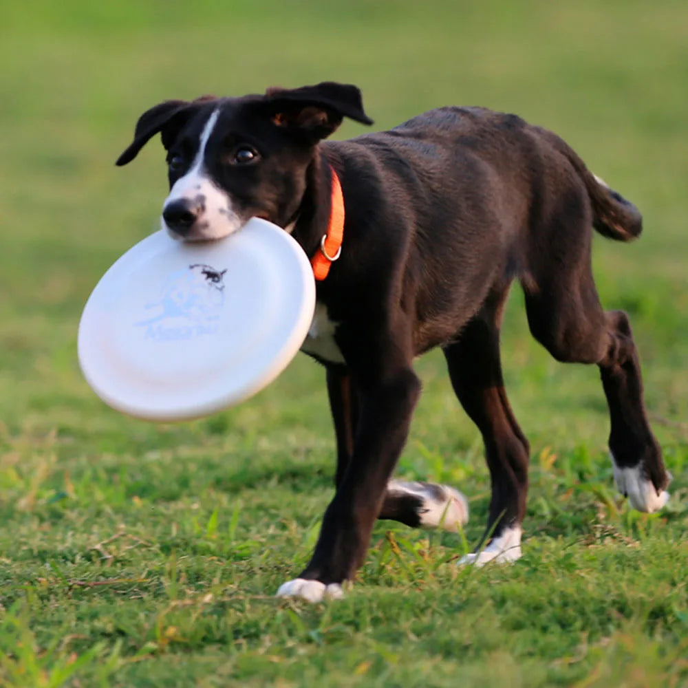 Durable Training Disc for Dogs