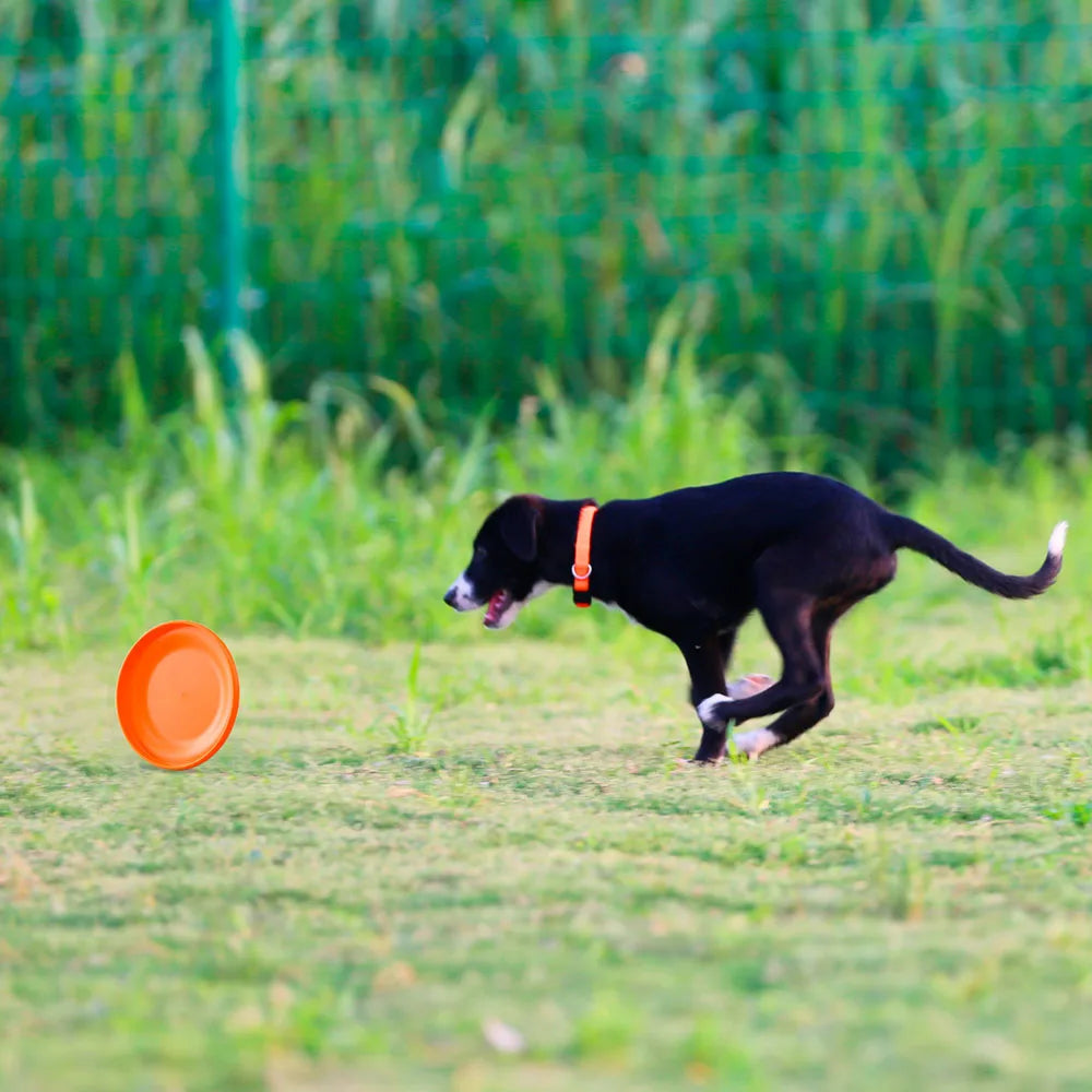 Durable Training Disc for Dogs